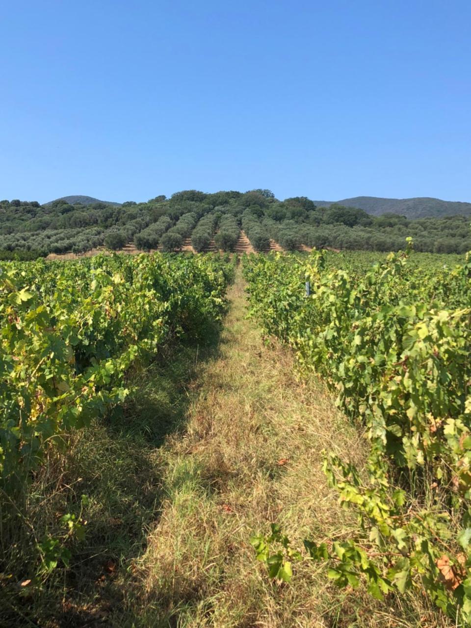 Podere Oslavia Az.Agr.Bio Giannini Alberese Exterior foto